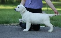 a dog on a leash