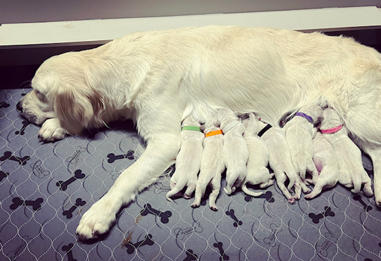 a dog lying down with its babies