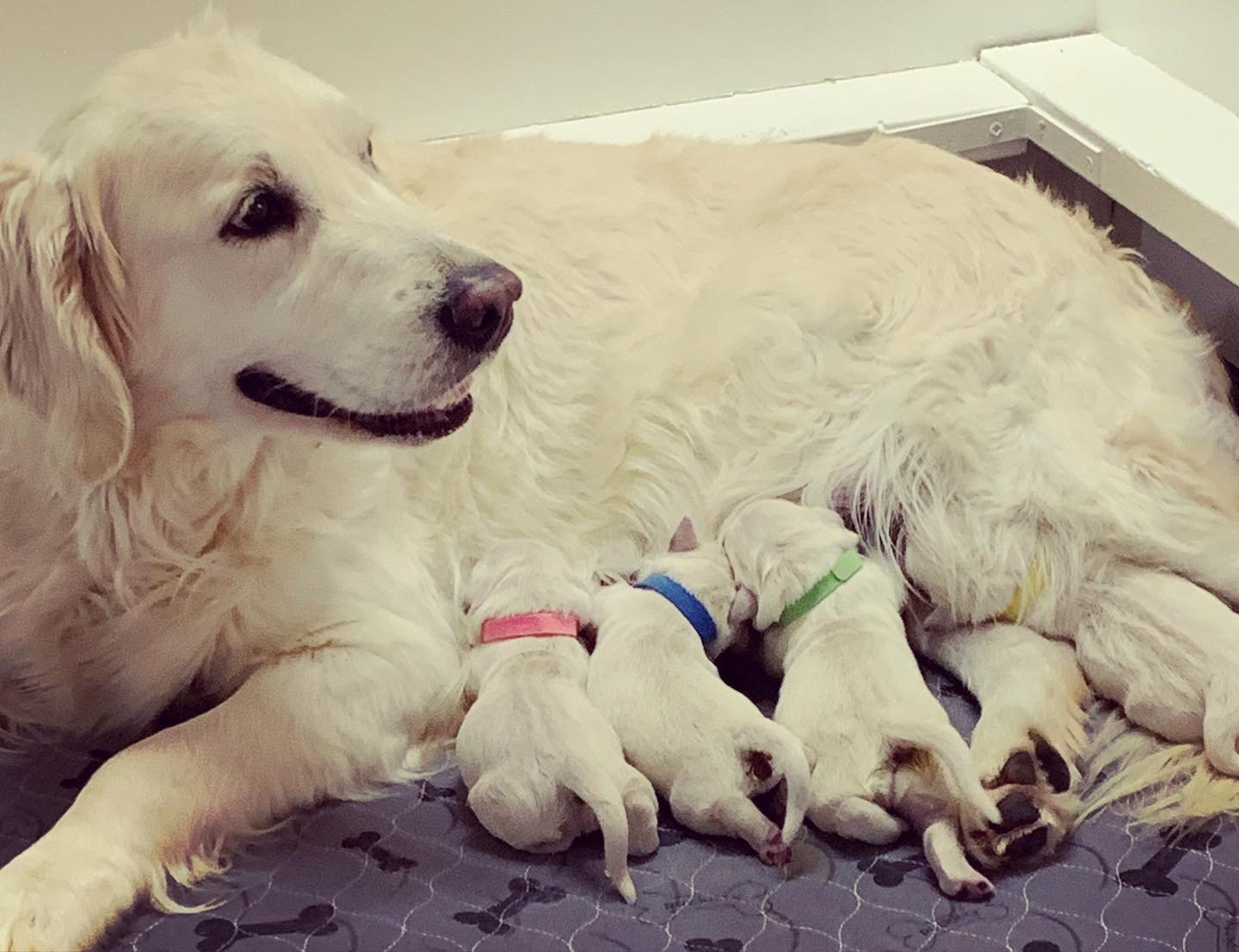 a dog lying with puppies
