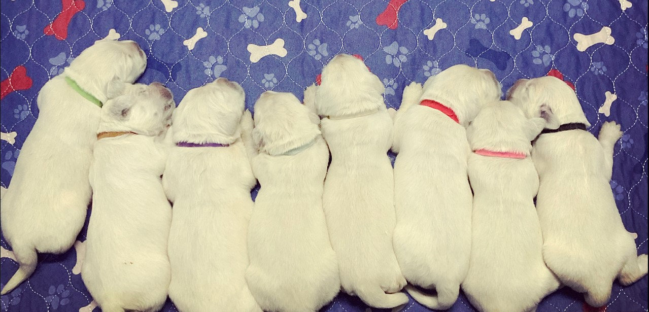 a group of puppies lying on a bed