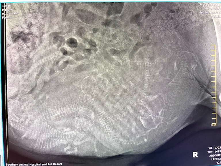 a close up of a x-ray