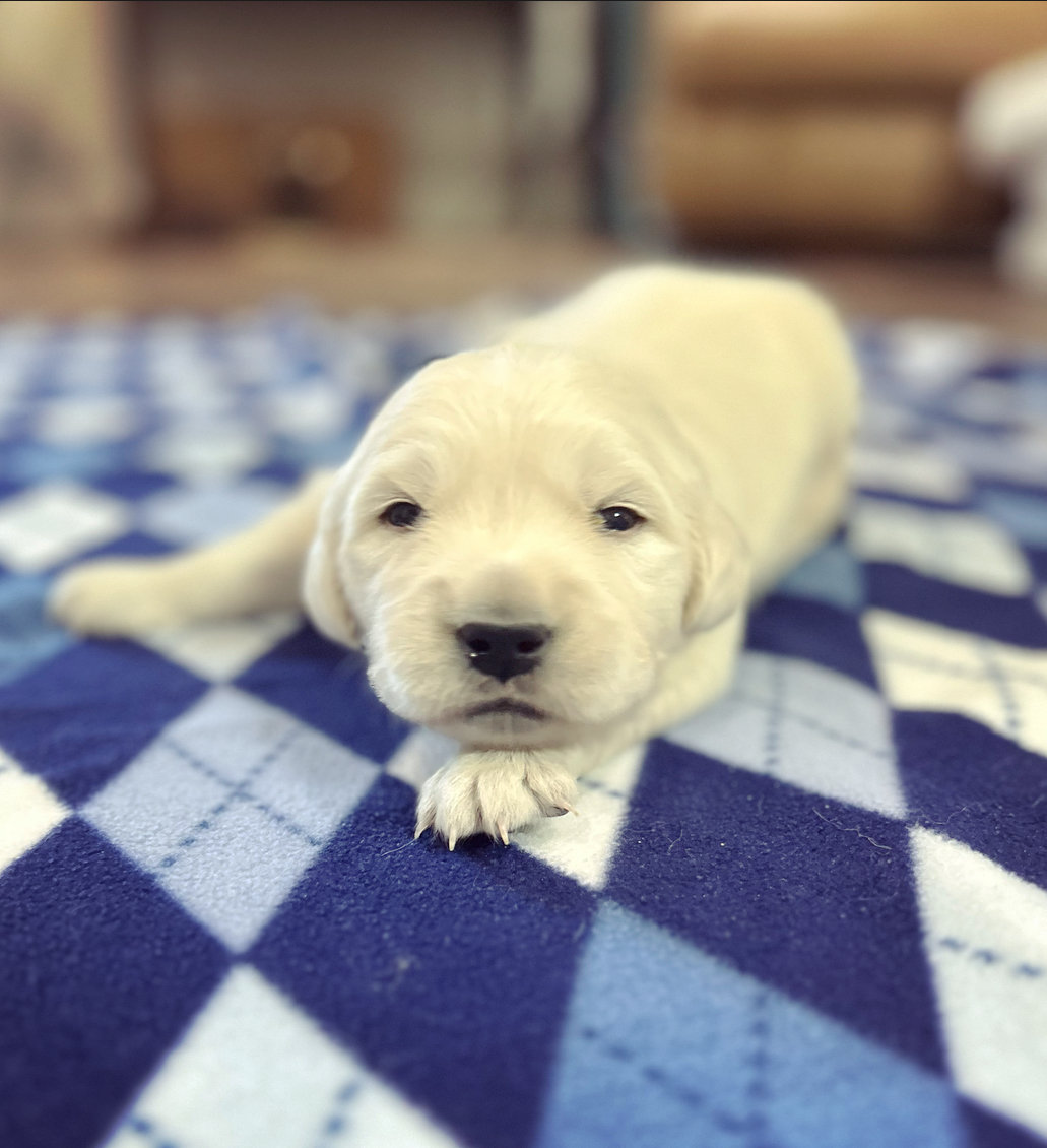 a puppy lying on a blanket
