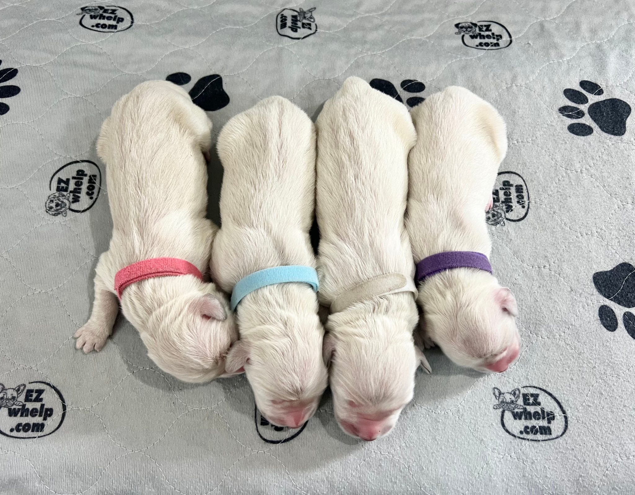 a group of puppies lying on a blanket