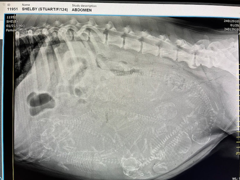 an x-ray of a dog