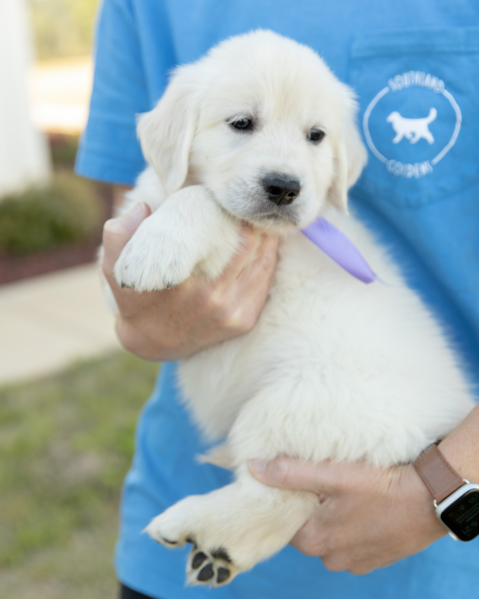 a person holding a puppy