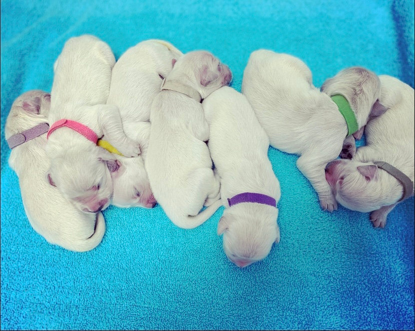 a group of puppies lying on a blue blanket