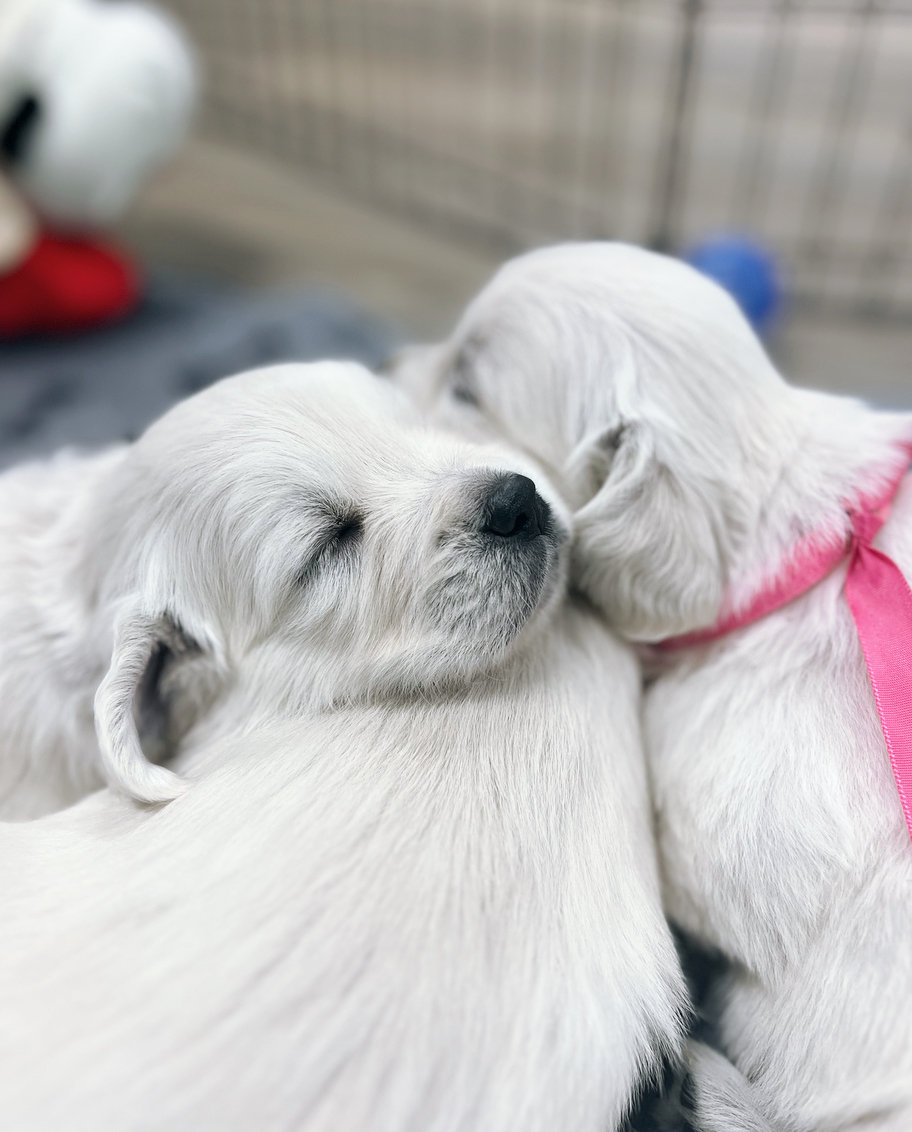a group of white puppies with pink ribbon