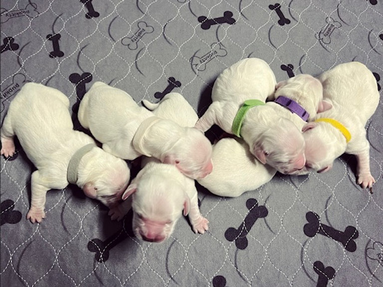 a group of puppies sleeping on a blanket