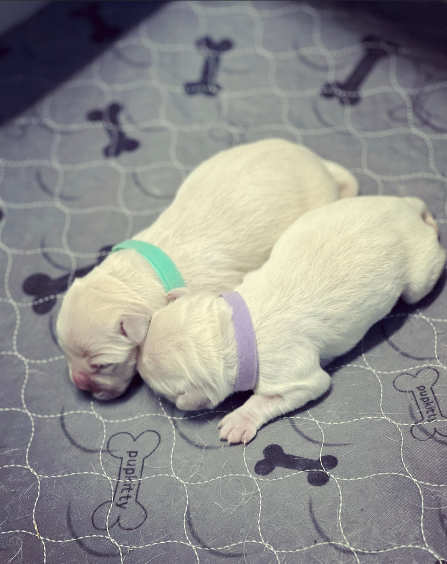 two puppies lying on a blanket