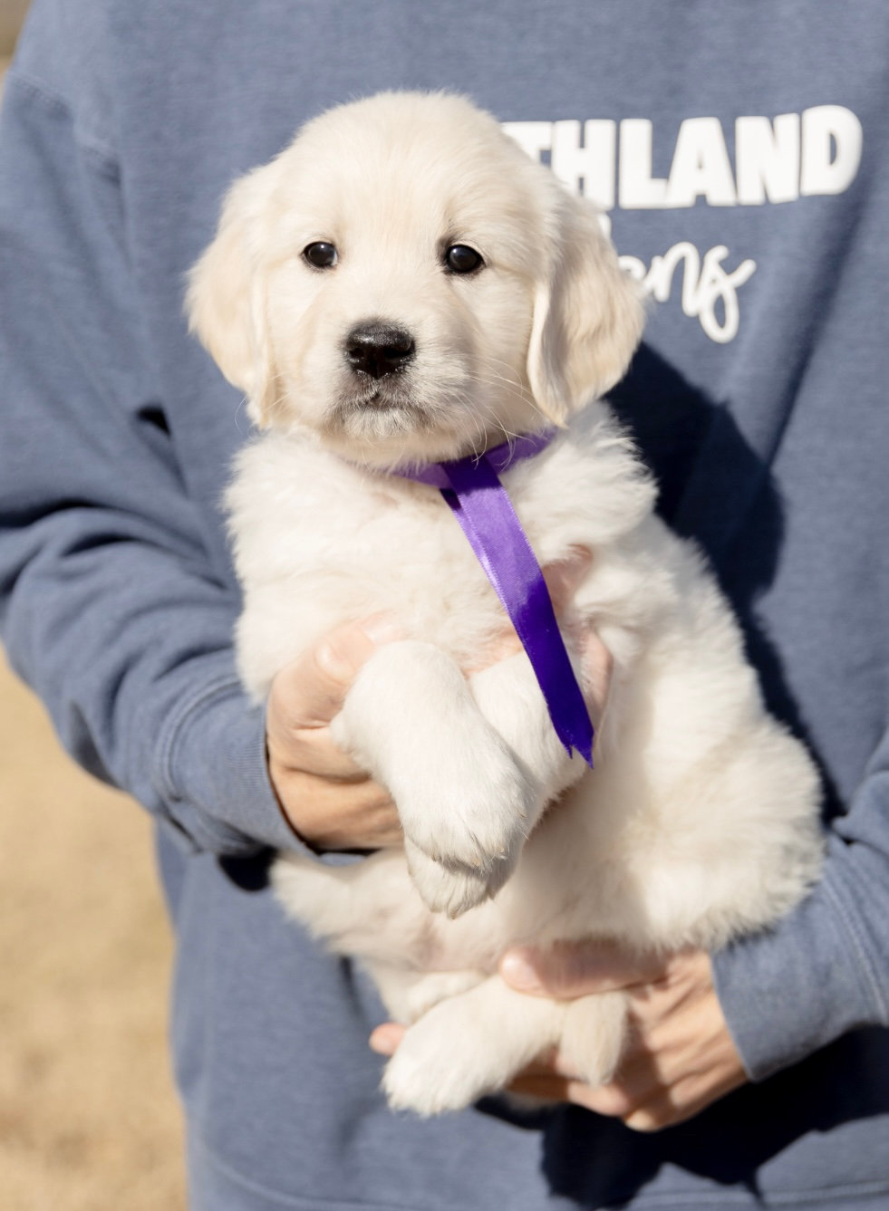 a person holding a puppy