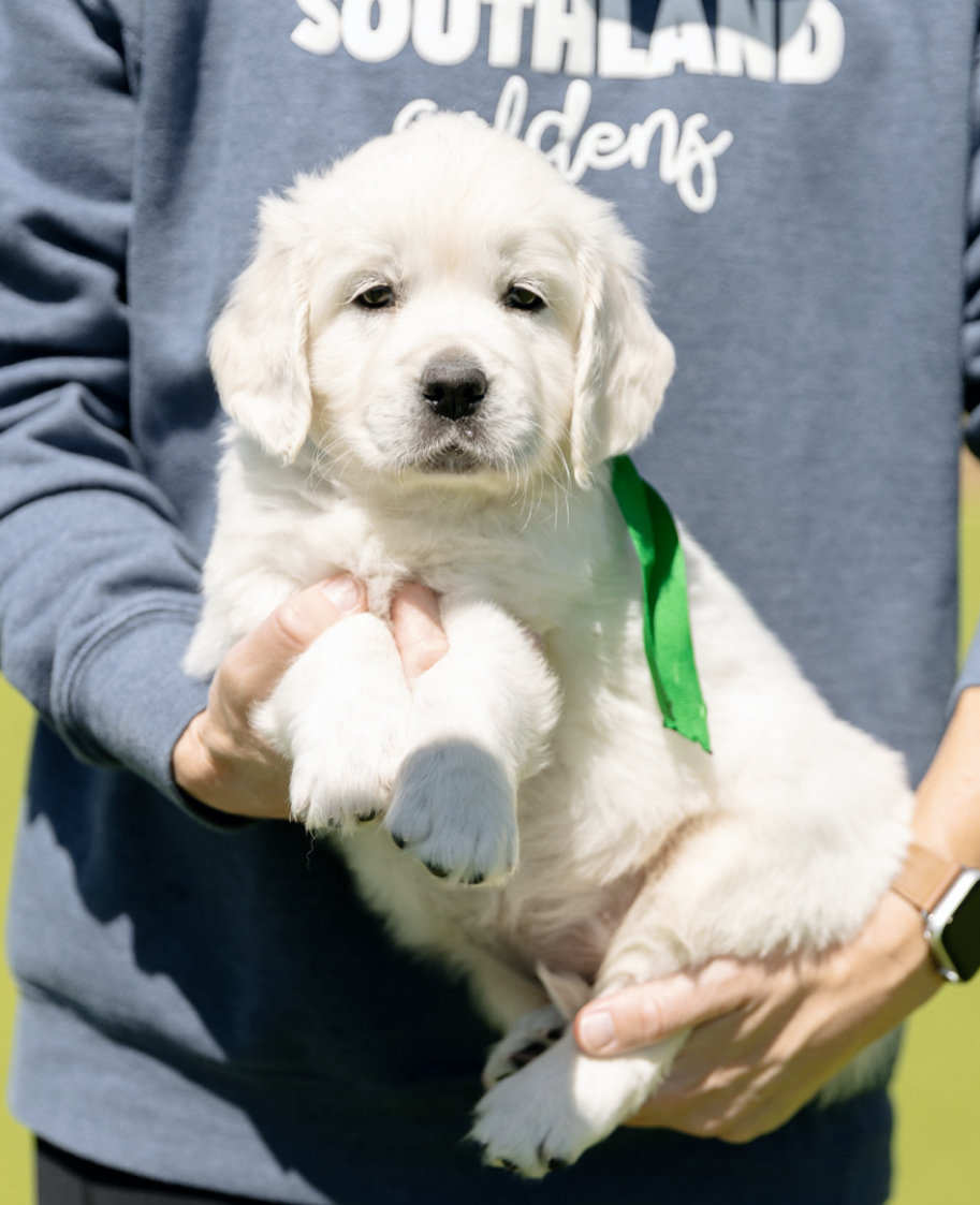 a person holding a puppy