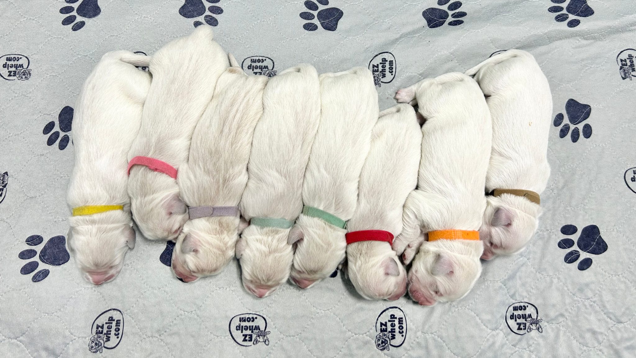a group of puppies lying on a bed