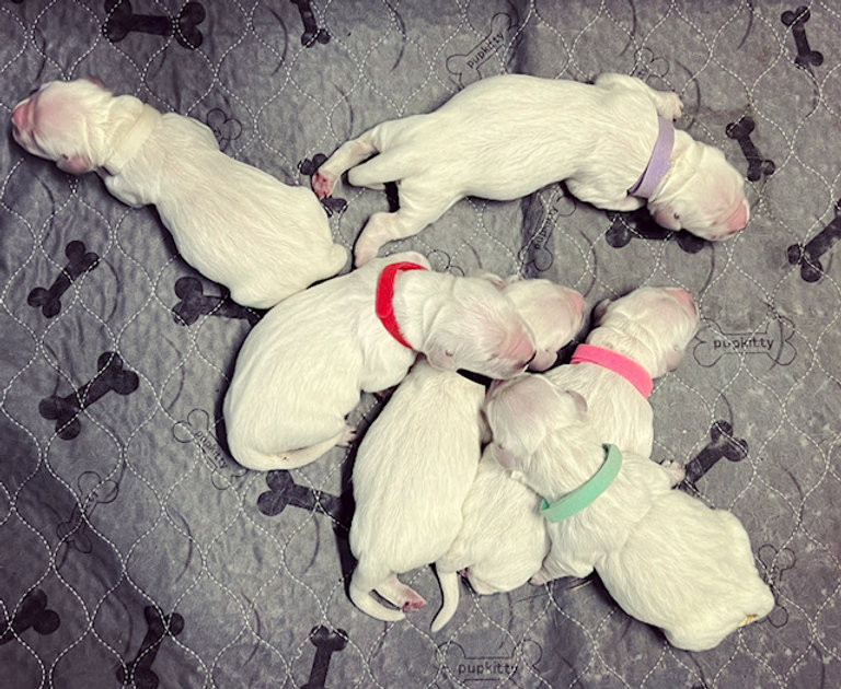 a group of puppies sleeping on a blanket