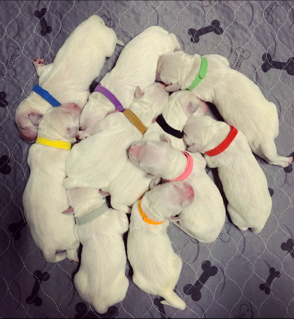 a group of puppies sleeping on a blanket