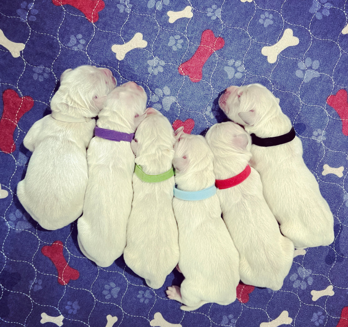 a group of puppies sleeping on a blue and white rug