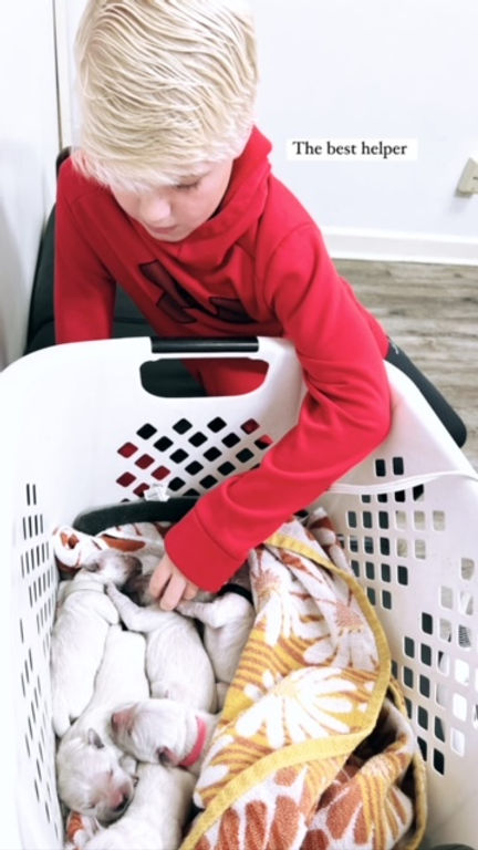 a boy holding a laundry basket full of puppies