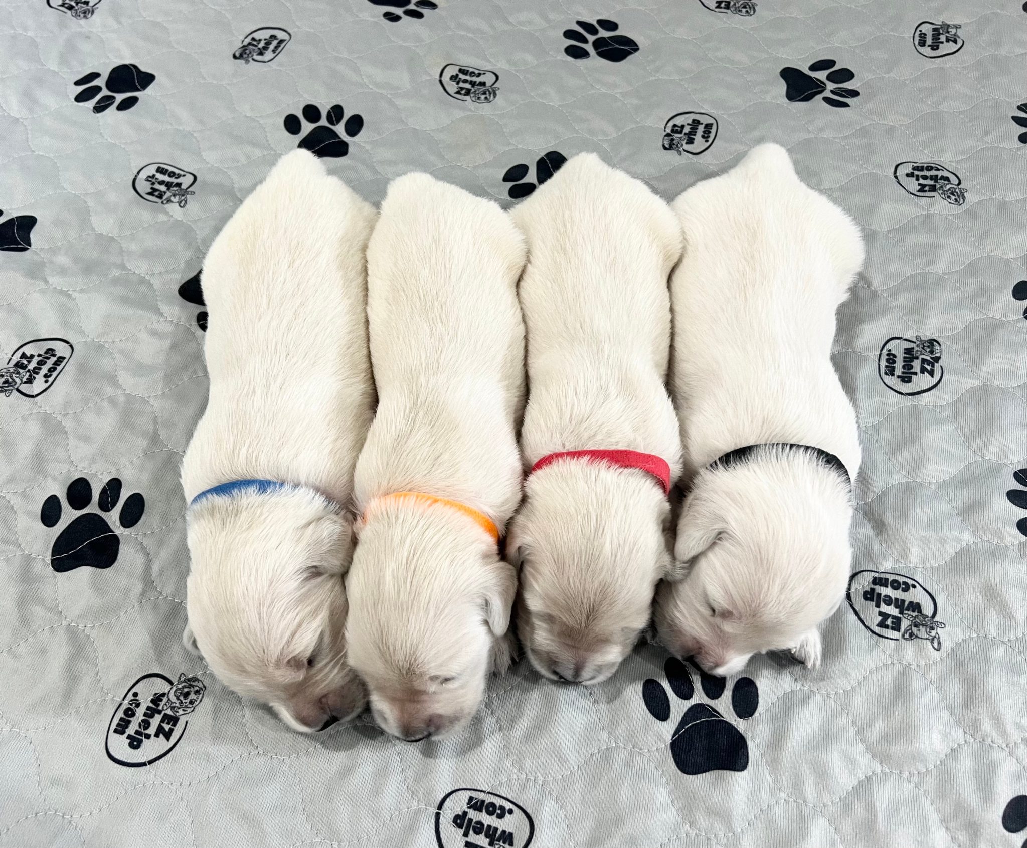a group of puppies lying on a blanket