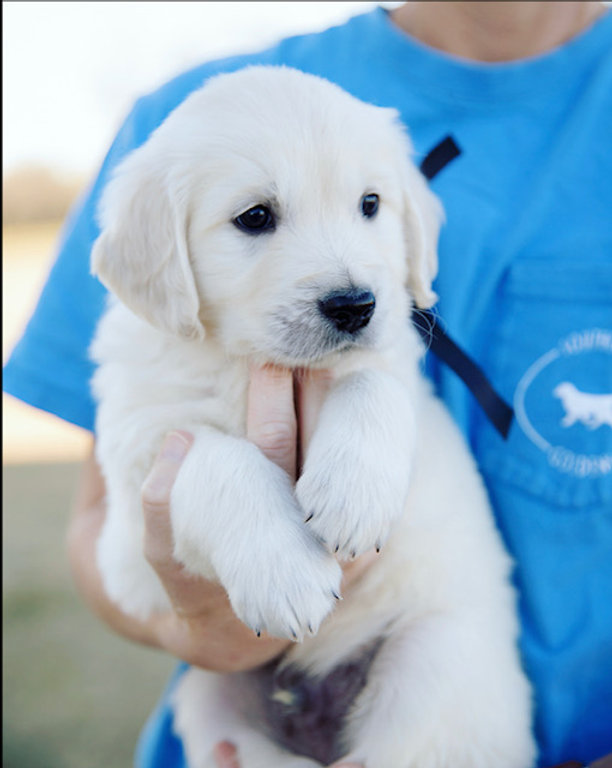 a person holding a puppy
