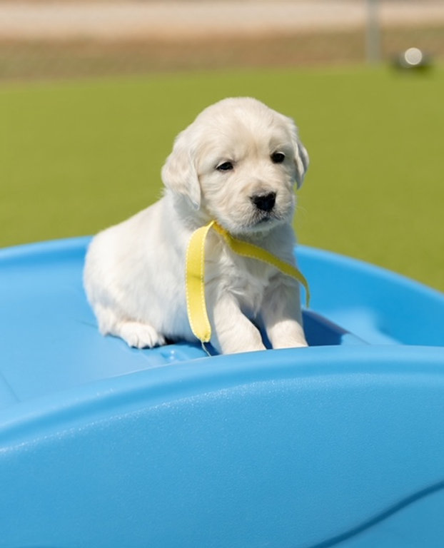 a puppy on a toy
