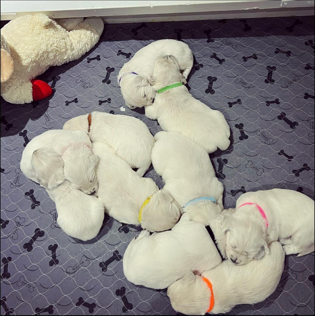 a group of puppies lying on the floor