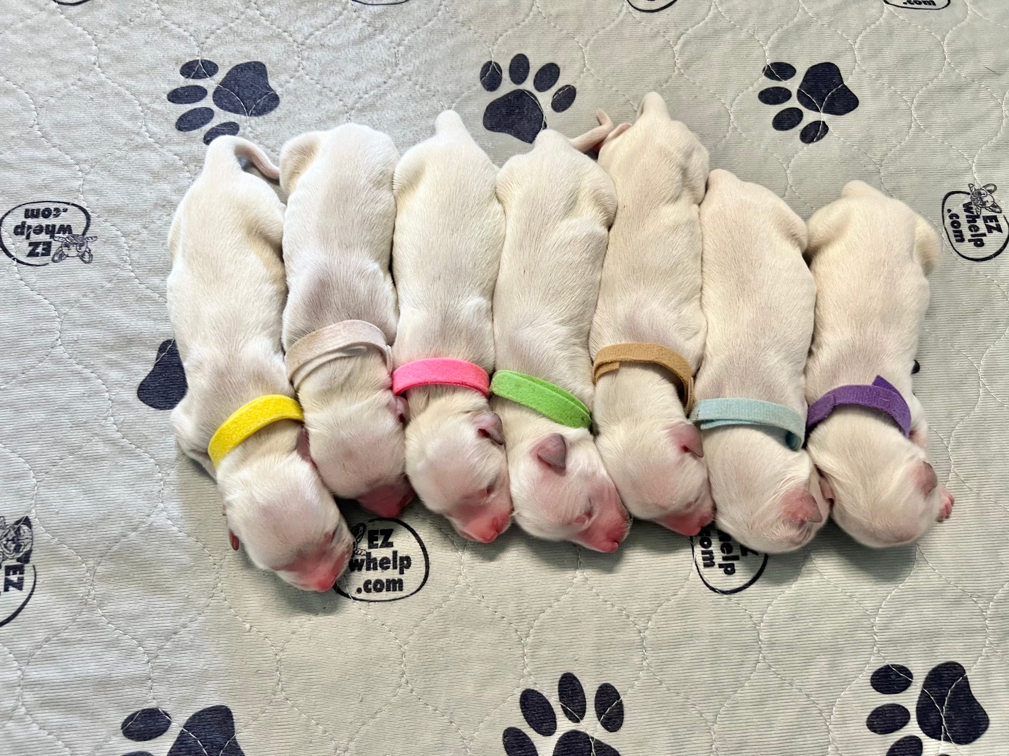a group of puppies with colorful bands on their heads