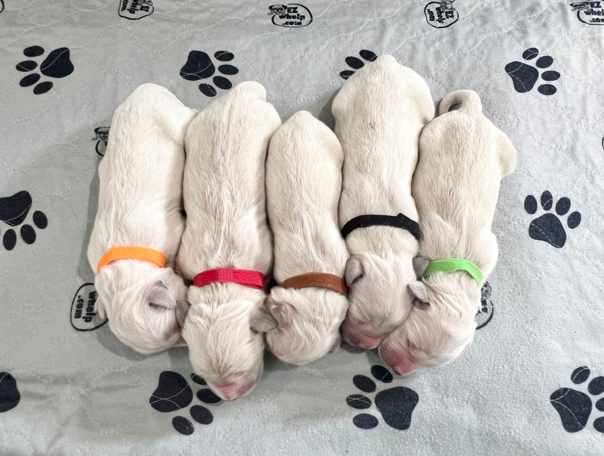 a group of puppies sleeping on a blanket