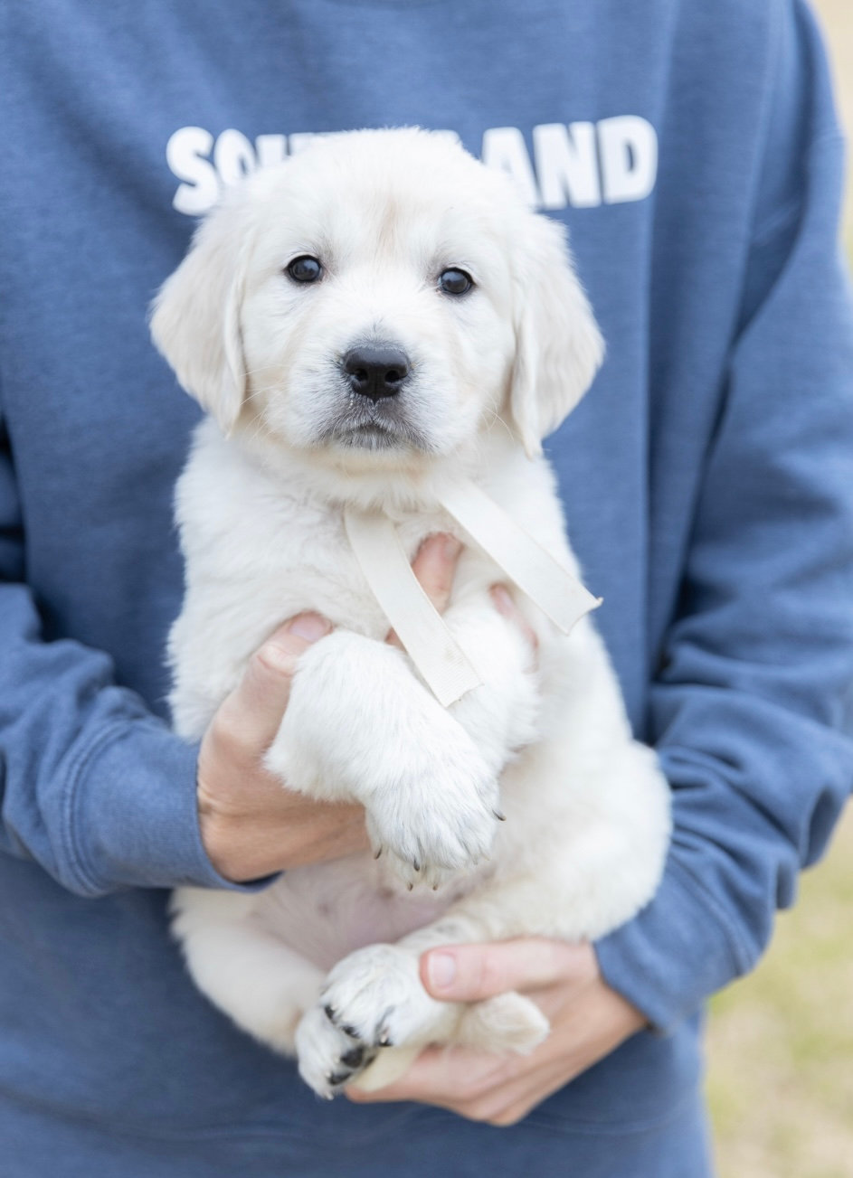 a person holding a white puppy