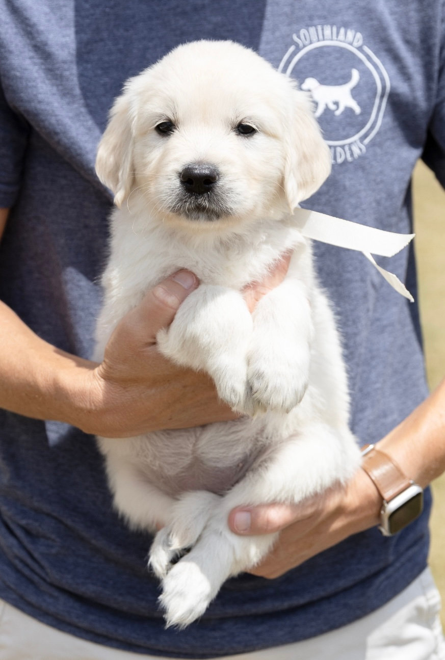 a person holding a white puppy