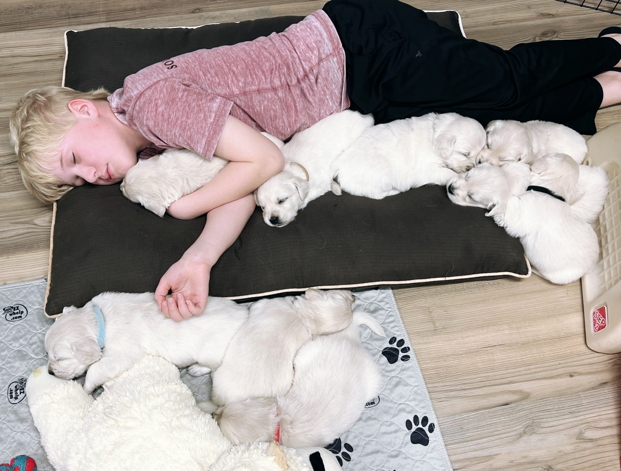 a woman sleeping with many puppies