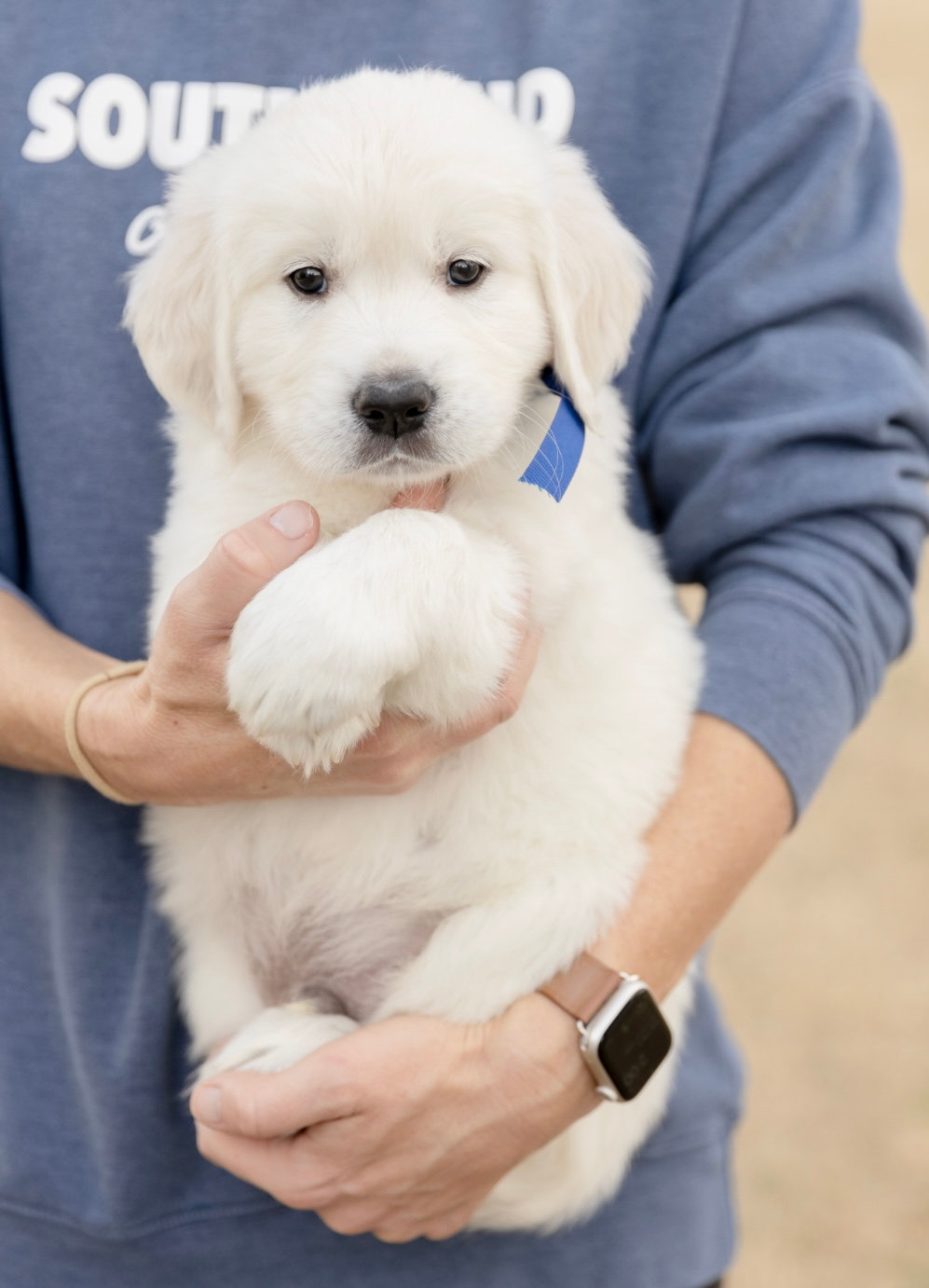 a person holding a white puppy