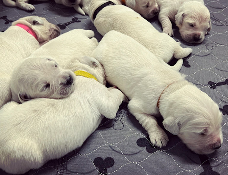 a group of puppies lying on a bed