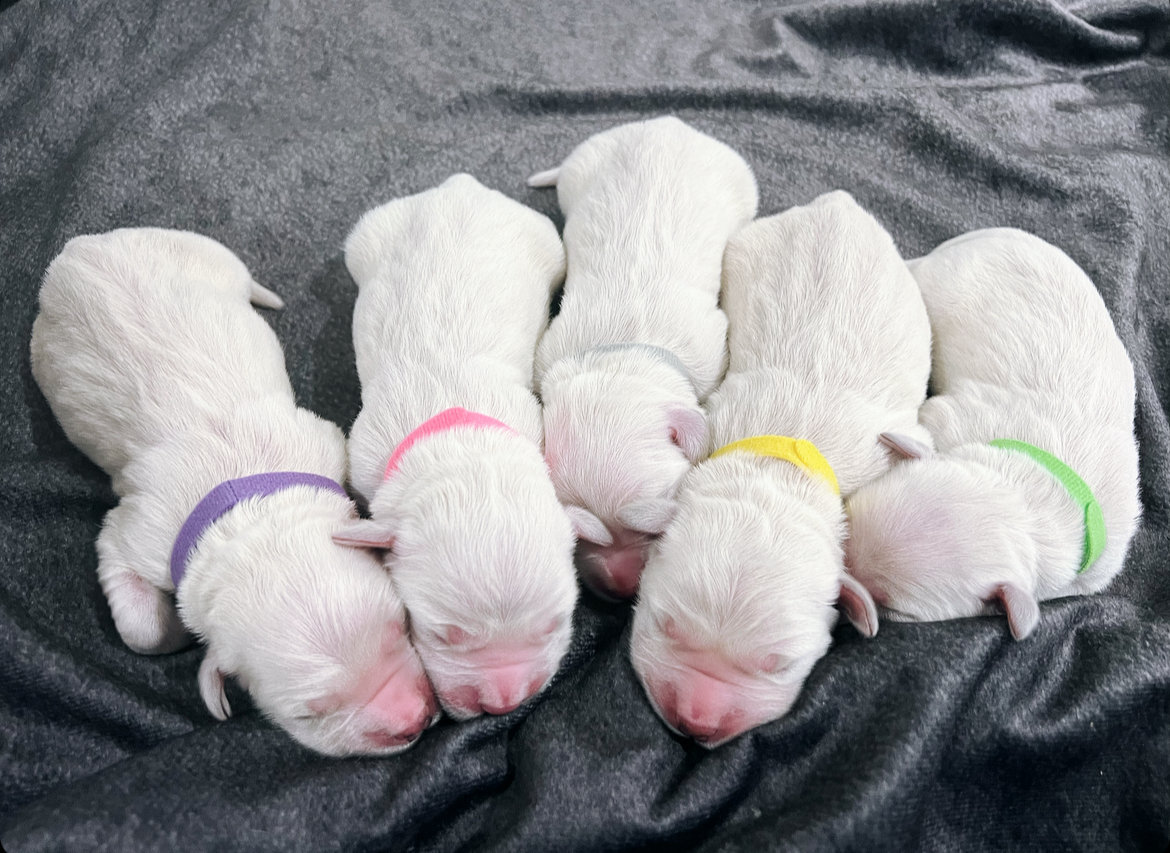 a group of white puppies lying on a blanket