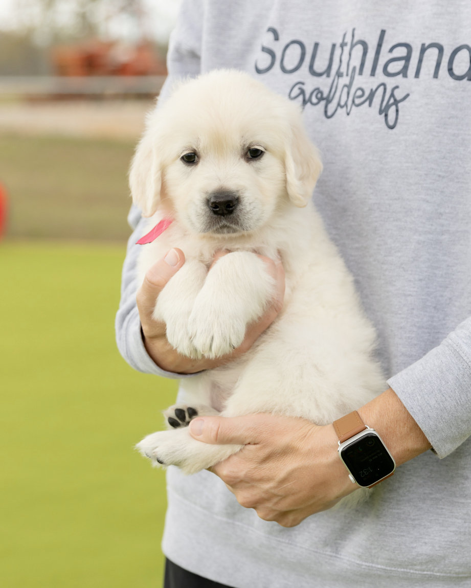 a person holding a puppy