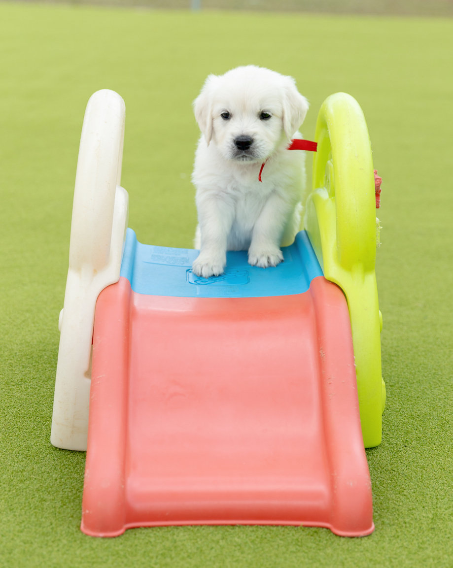 a puppy on a slide