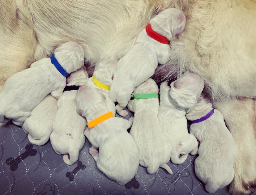 a group of puppies with colorful collars