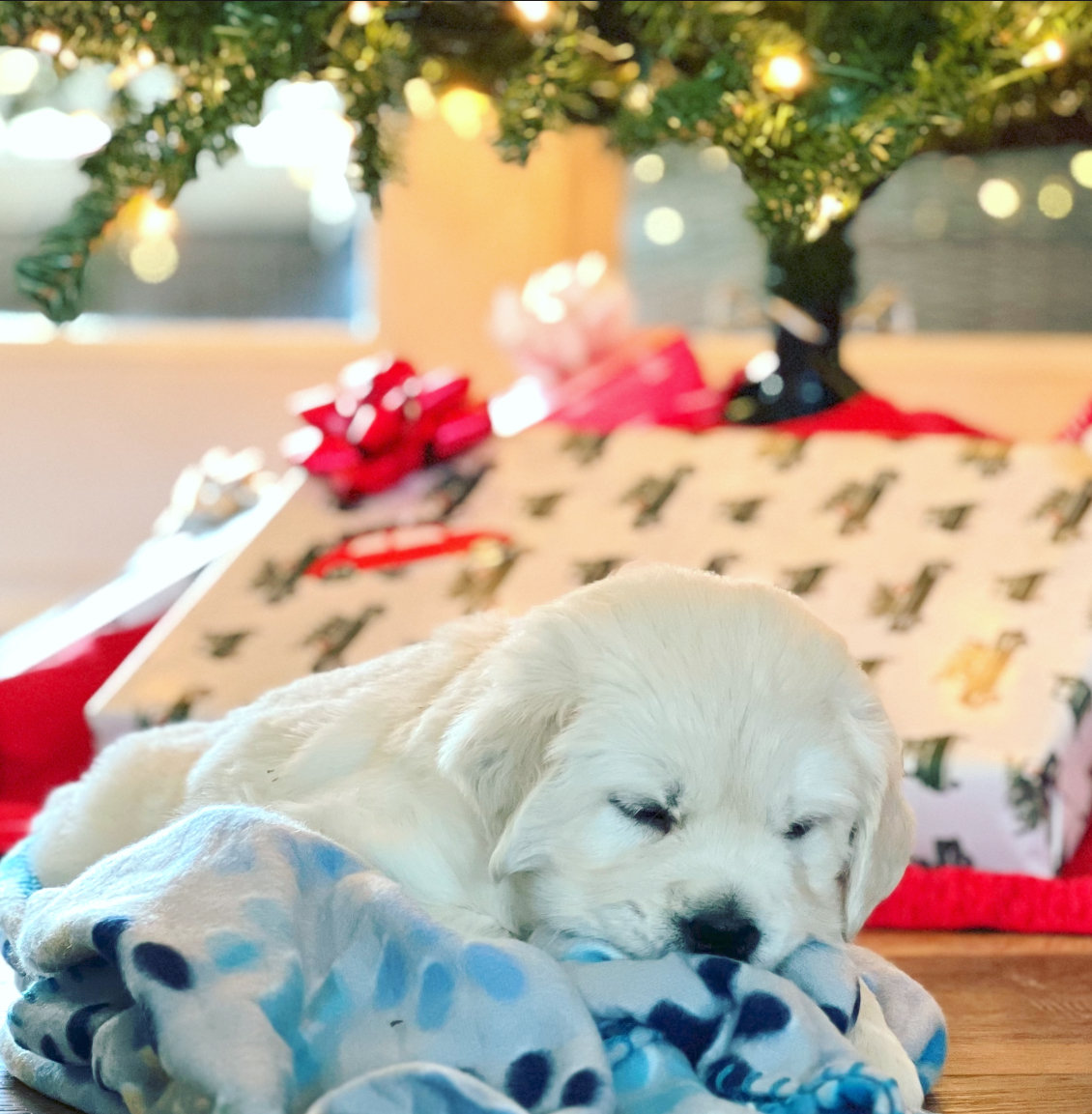 a puppy sleeping on a blanket under a christmas tree