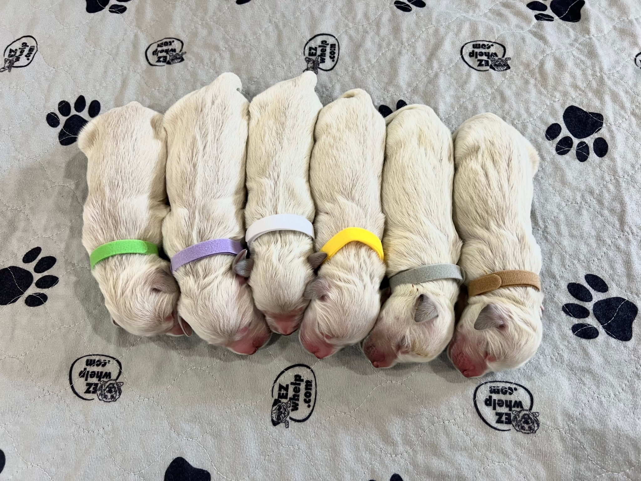 a group of puppies lying on a blanket