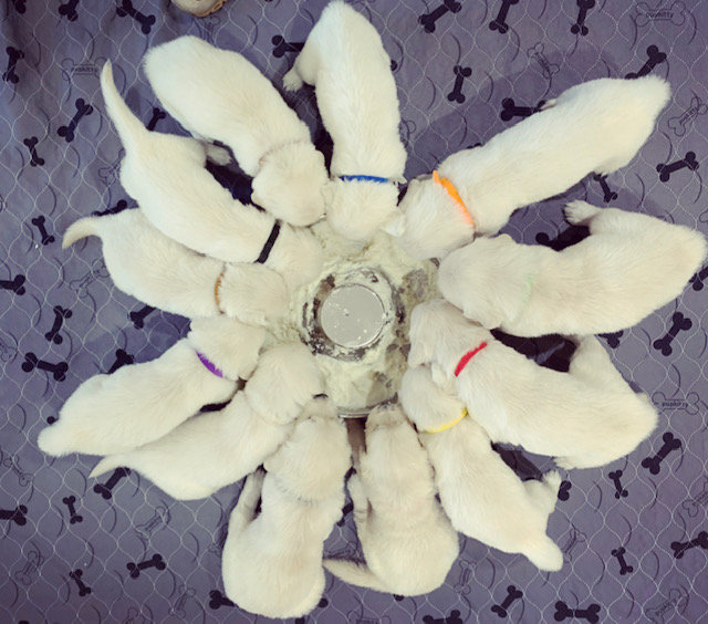 a group of puppies in a circle