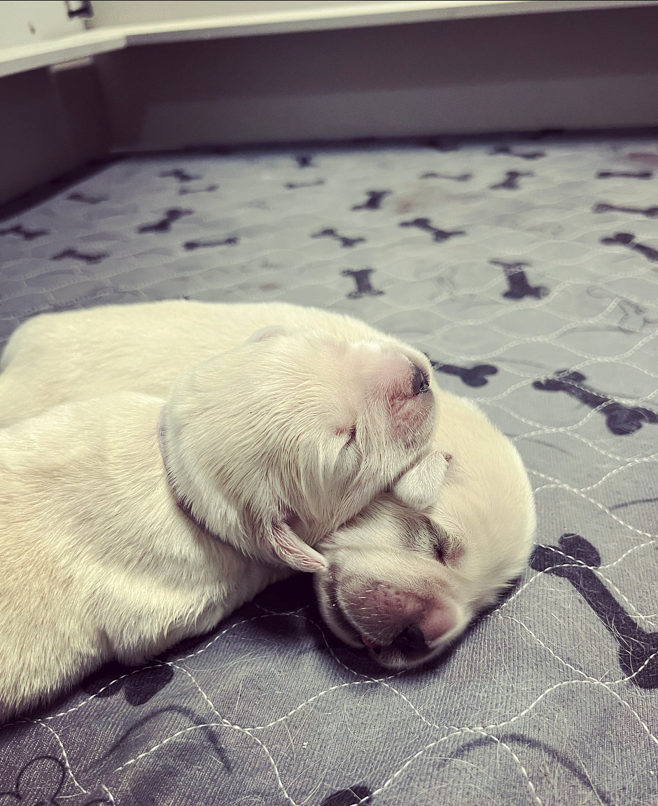 two puppies sleeping on a bed