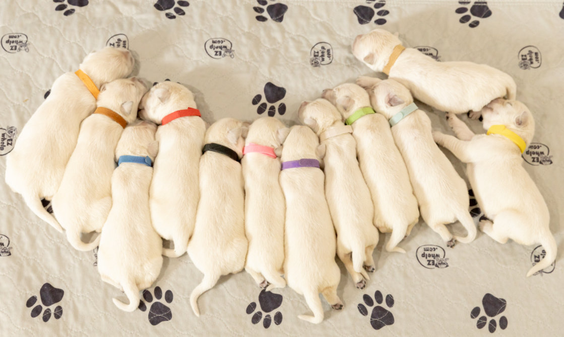 a group of puppies lying on a blanket