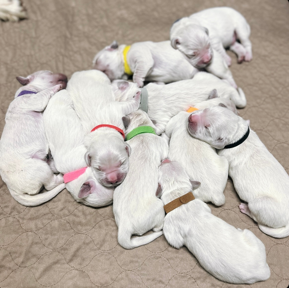 a group of puppies sleeping on a blanket