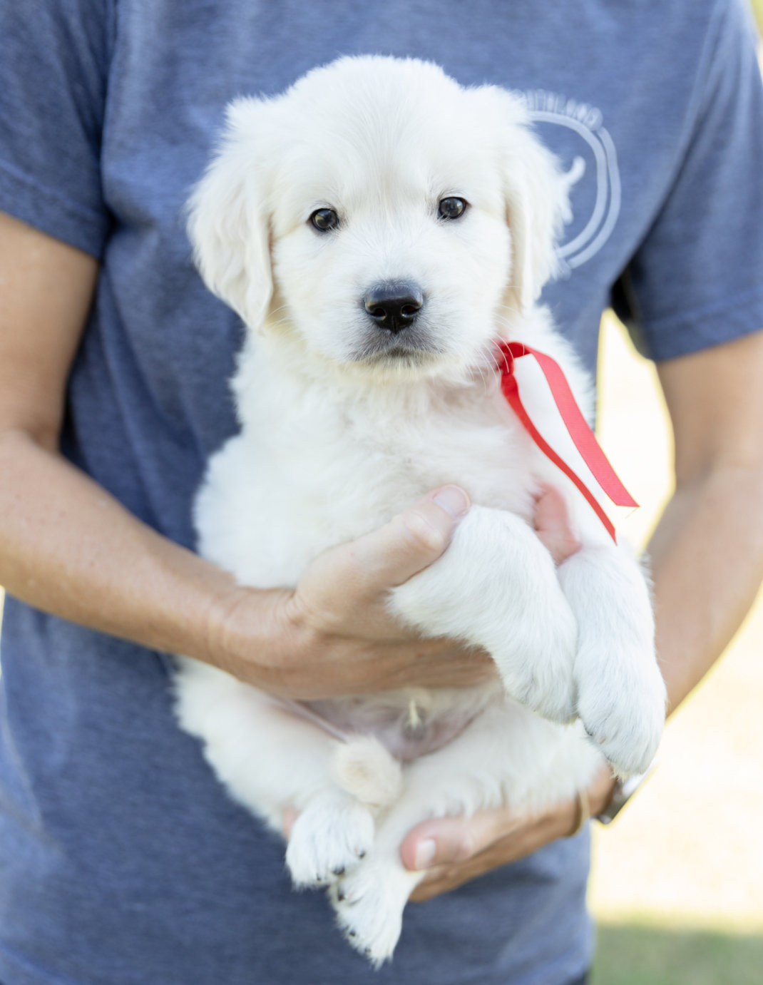 a person holding a white puppy