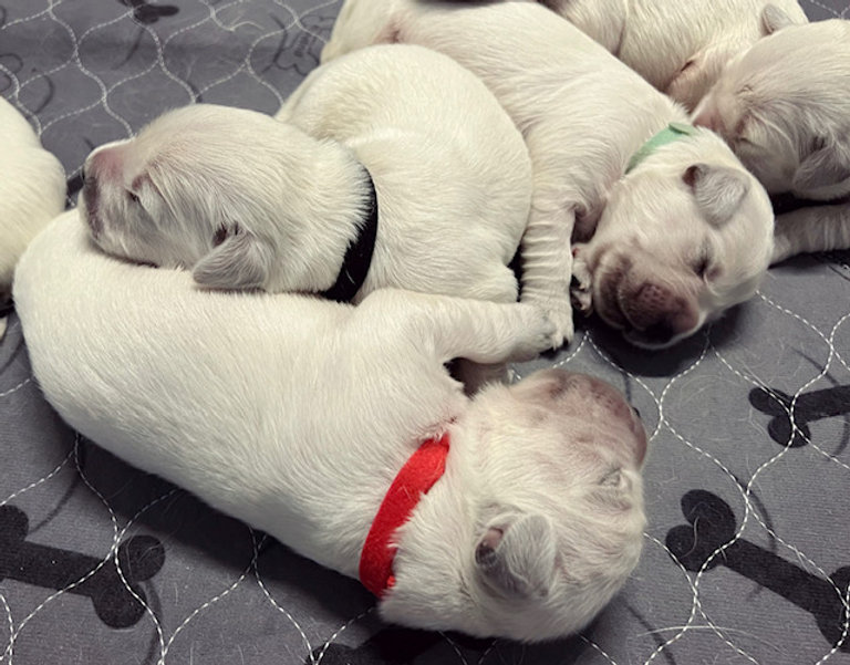 a group of puppies lying on a bed