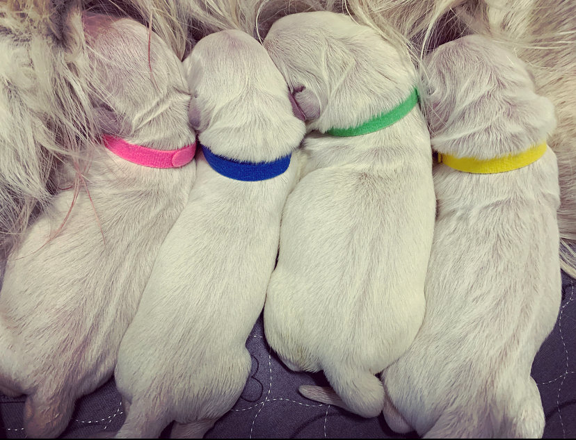 a group of puppies sleeping together