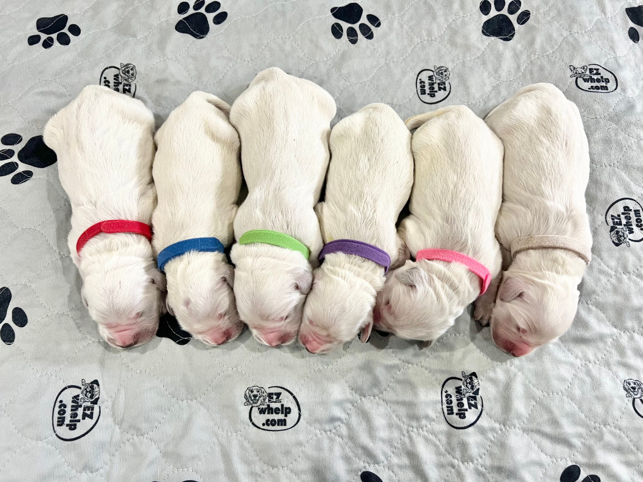 a group of puppies lying on a blanket