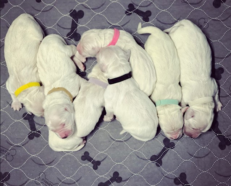 a group of puppies sleeping on a blanket