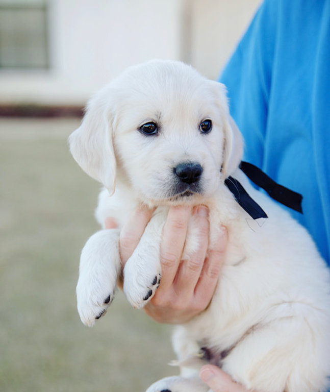 a person holding a puppy