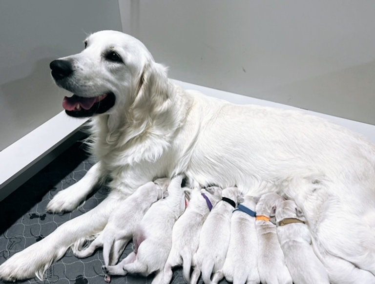 a dog lying on its back with many puppies