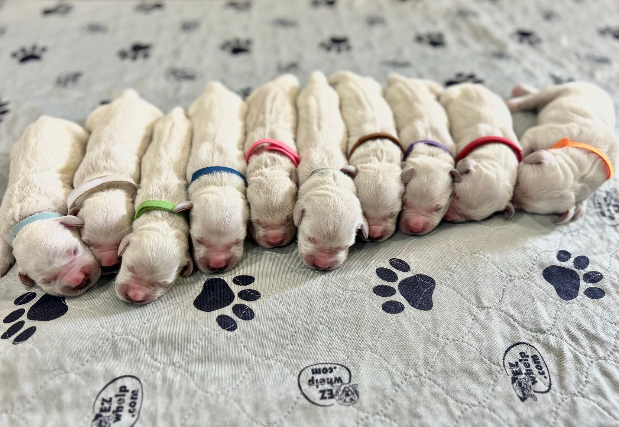 a group of puppies lying on a blanket