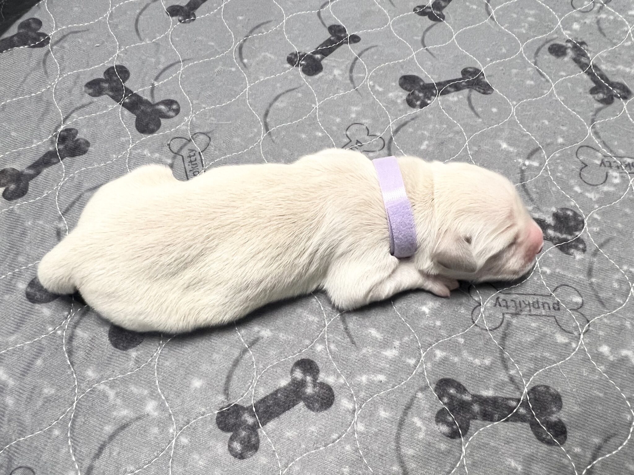 English Golden Retriever puppy